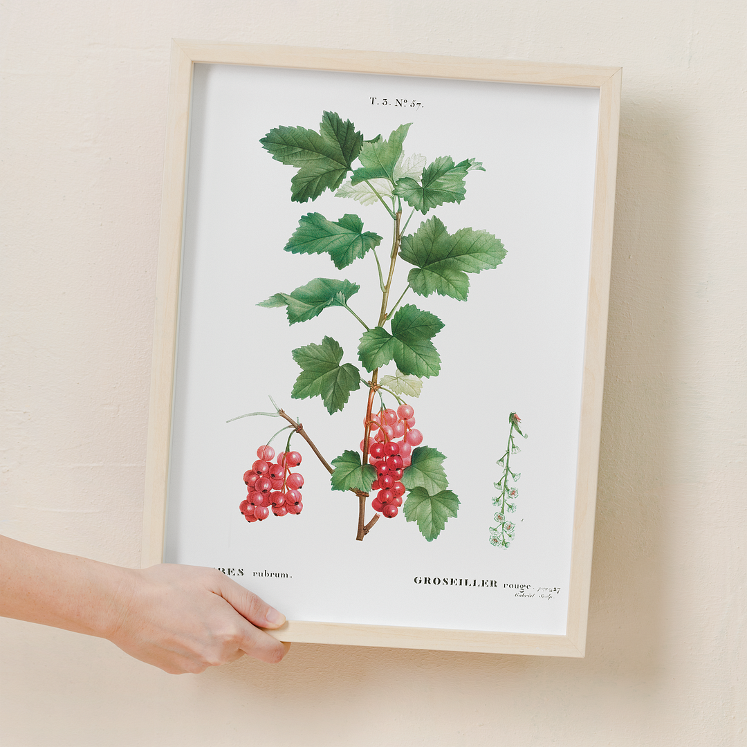 Redcurrant By Pierre-Joseph Redouté - Art Print