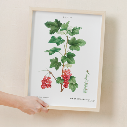 Redcurrant By Pierre-Joseph Redouté - Art Print