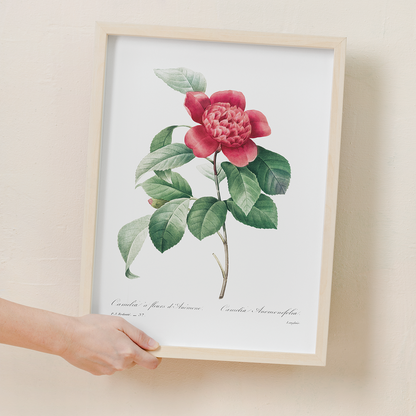 Red Anemone Camellia By Pierre-Joseph Redouté - Art Print