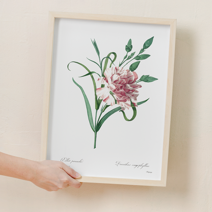 Carnation By Pierre-Joseph Redouté - Art Print