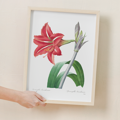 Brazilian Amaryllis By Pierre-Joseph Redouté - Art Print