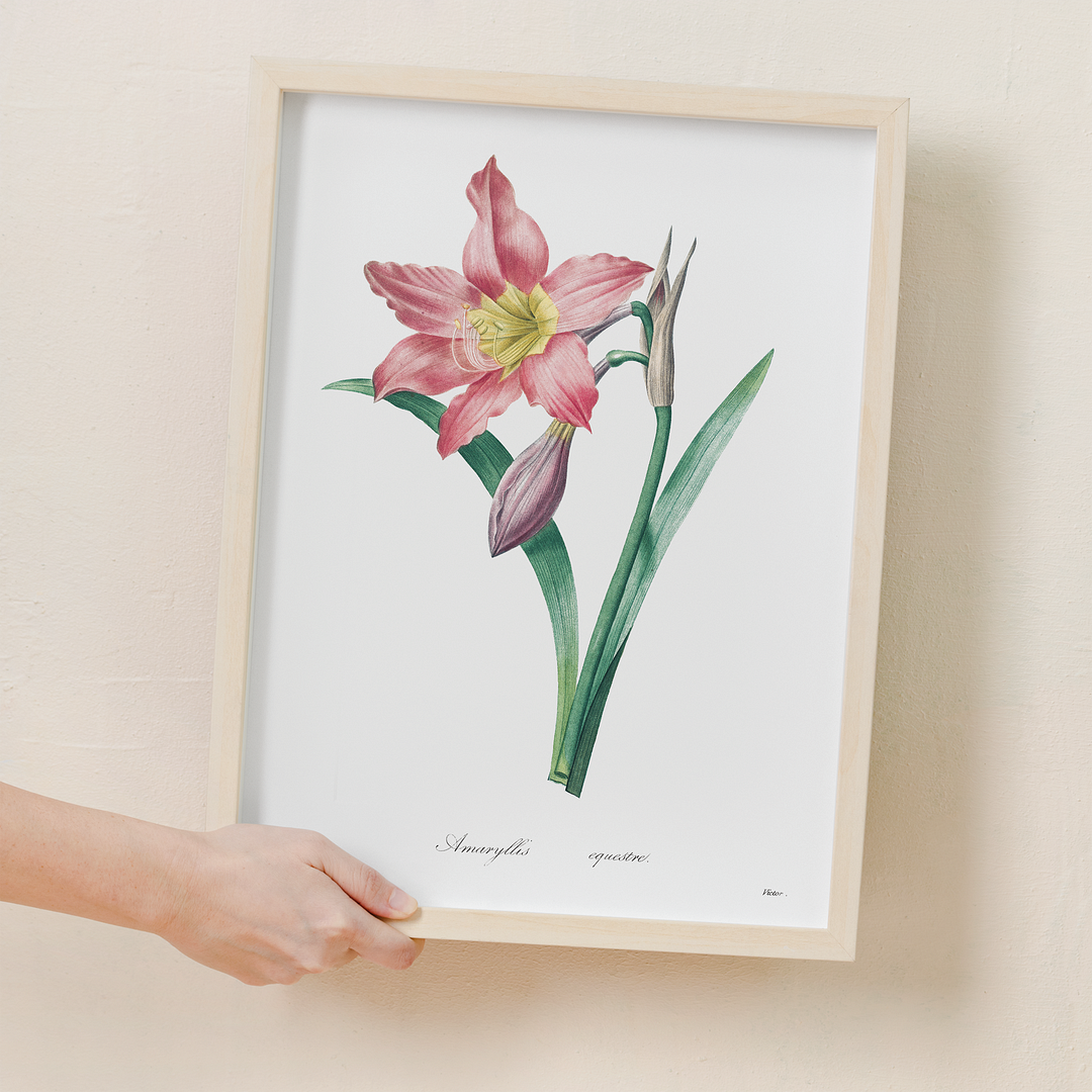 Amaryllis Equestre By Pierre-Joseph Redouté - Art Print