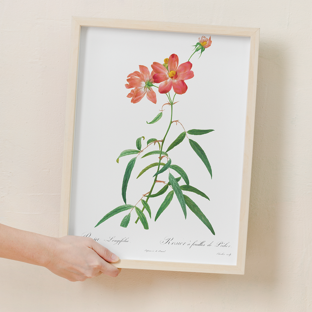 Rosa Longifolia By Pierre-Joseph Redouté - Art Print