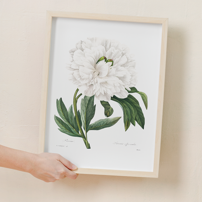 Peony By Pierre-Joseph Redouté - Art Print