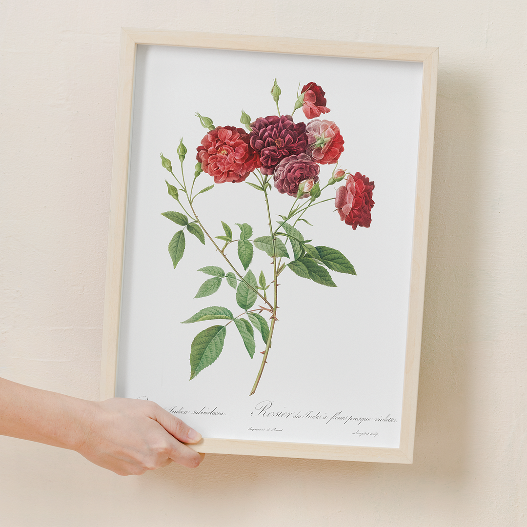 Ternaux Rose By Pierre-Joseph Redouté - Art Print