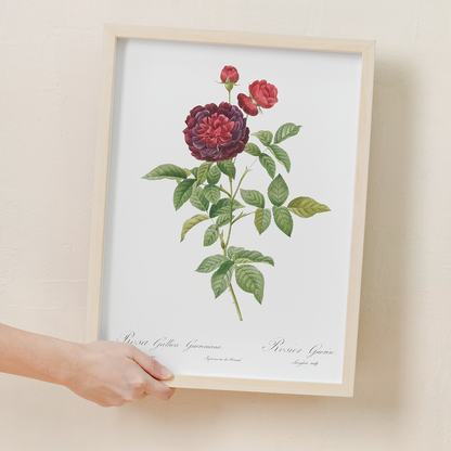 One Hundred-Leaved Rose By Pierre-Joseph Redouté - Art Print