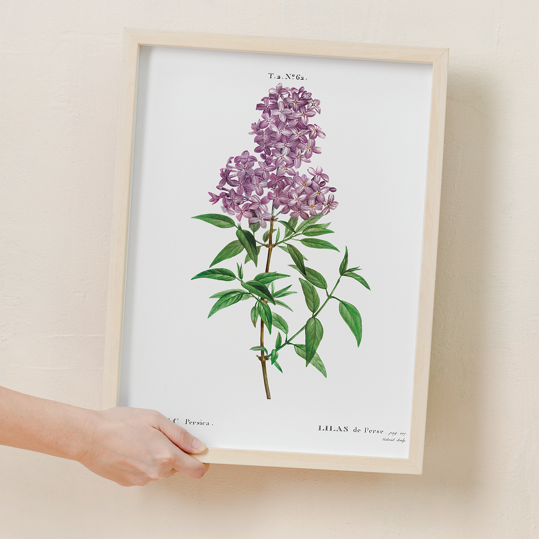 Persian lilac By Pierre-Joseph Redouté - Art Print