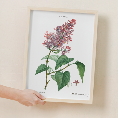 Comon lilac By Pierre-Joseph Redouté - Art Print