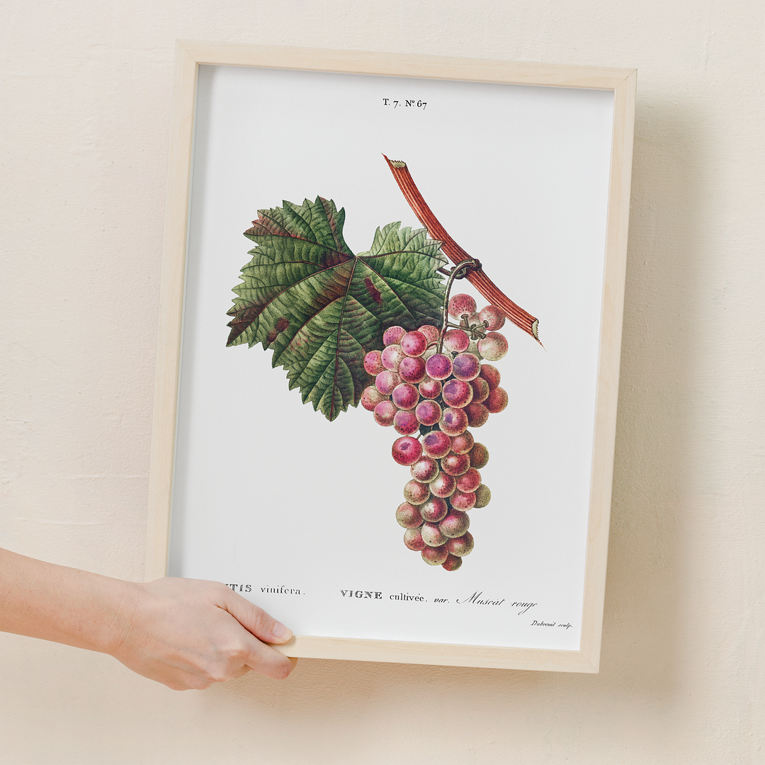 Vitis vinifera By Pierre-Joseph Redouté - Art Print