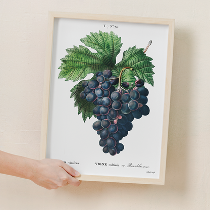 Vitis vinifera II By Pierre-Joseph Redouté - Art Print