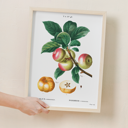 Apple  By Pierre-Joseph Redouté - Art Print