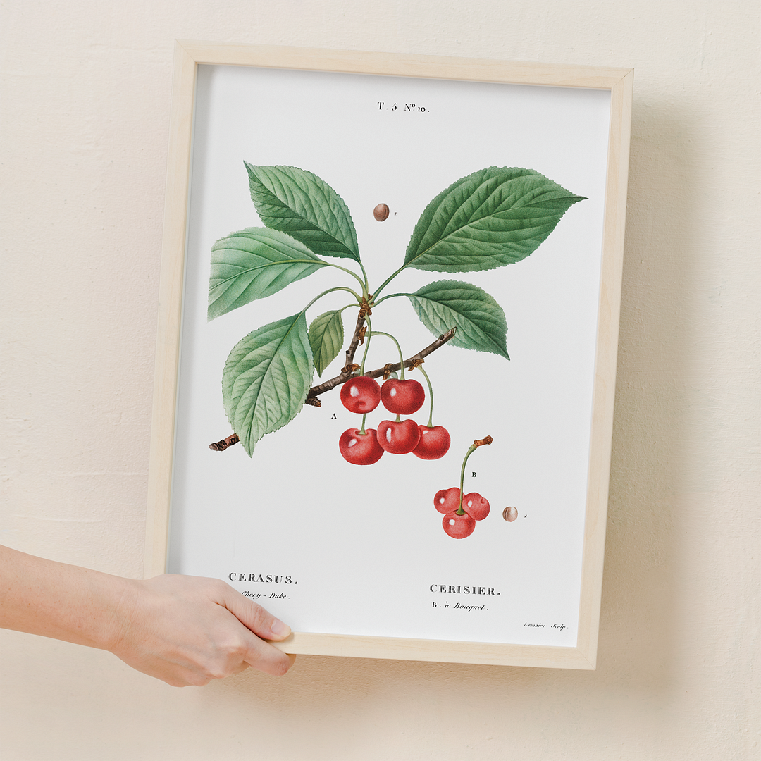 Cherry By Pierre-Joseph Redouté - Art Print