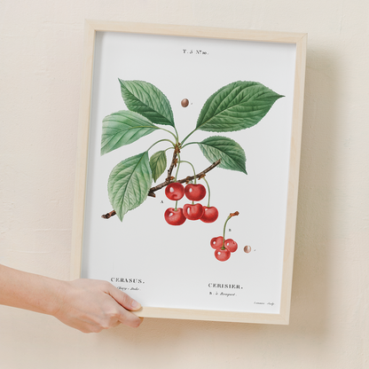 Cherry By Pierre-Joseph Redouté - Art Print