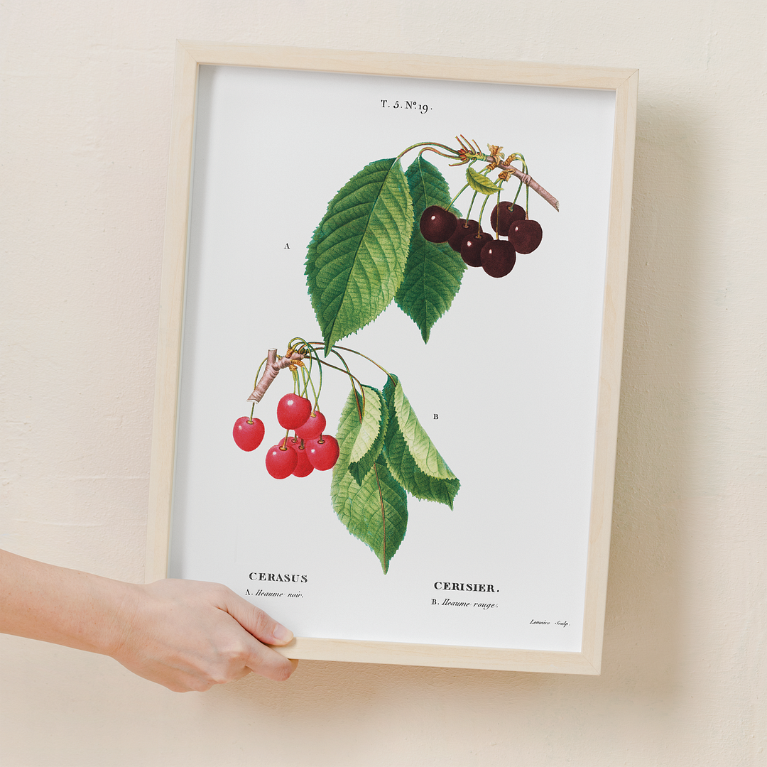 Cherry II By Pierre-Joseph Redouté - Art Print