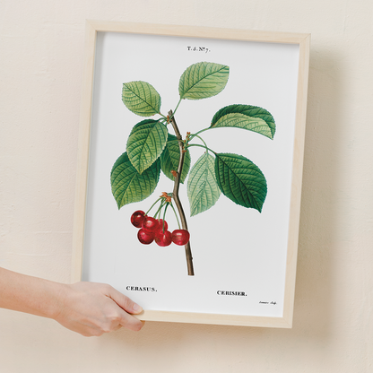 Cherry III By Pierre-Joseph Redouté - Art Print