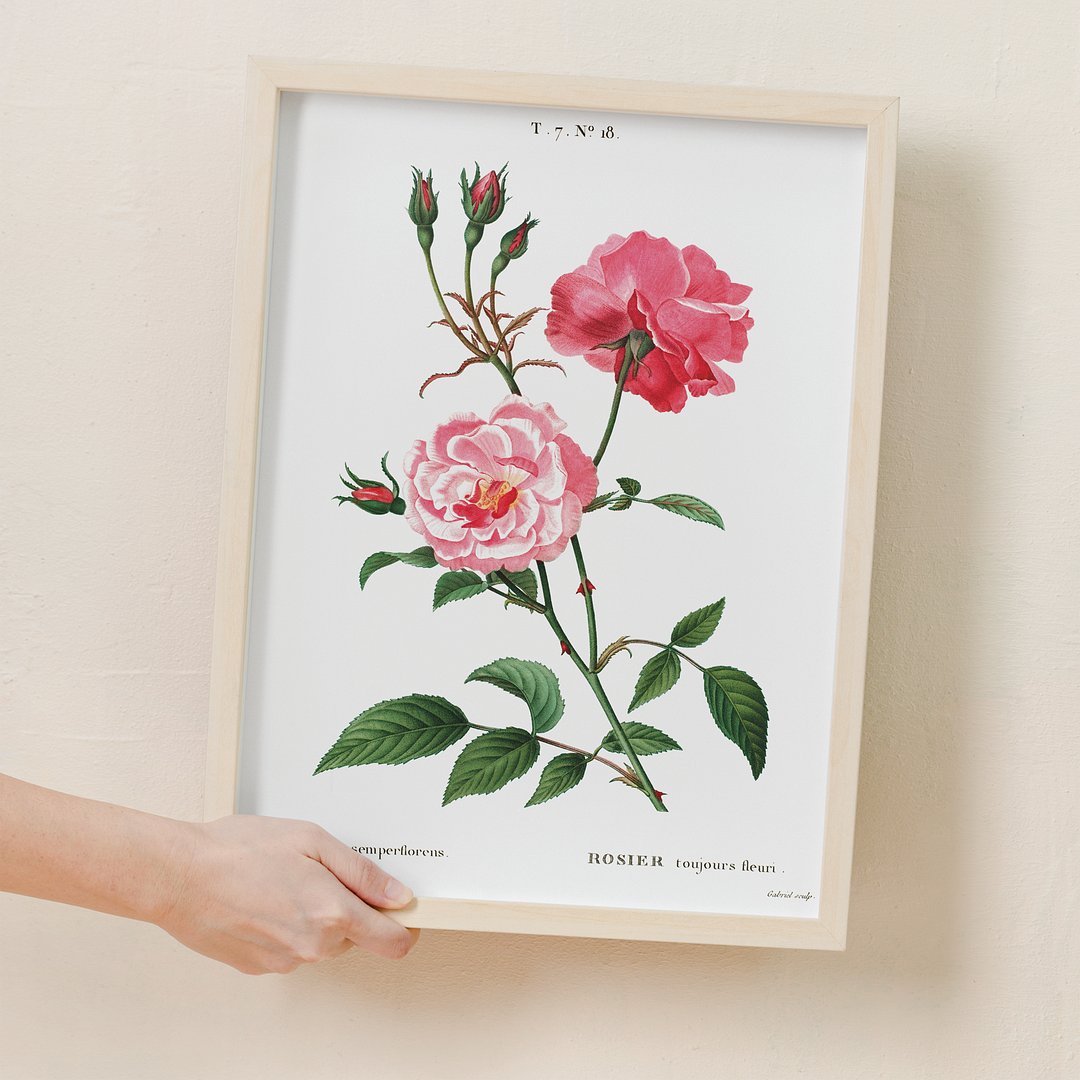 Ever-blowing rose By Pierre-Joseph Redouté - Art Print