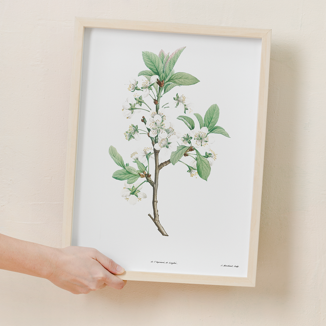 Plum Flower By Pierre-Joseph Redouté - Art Print