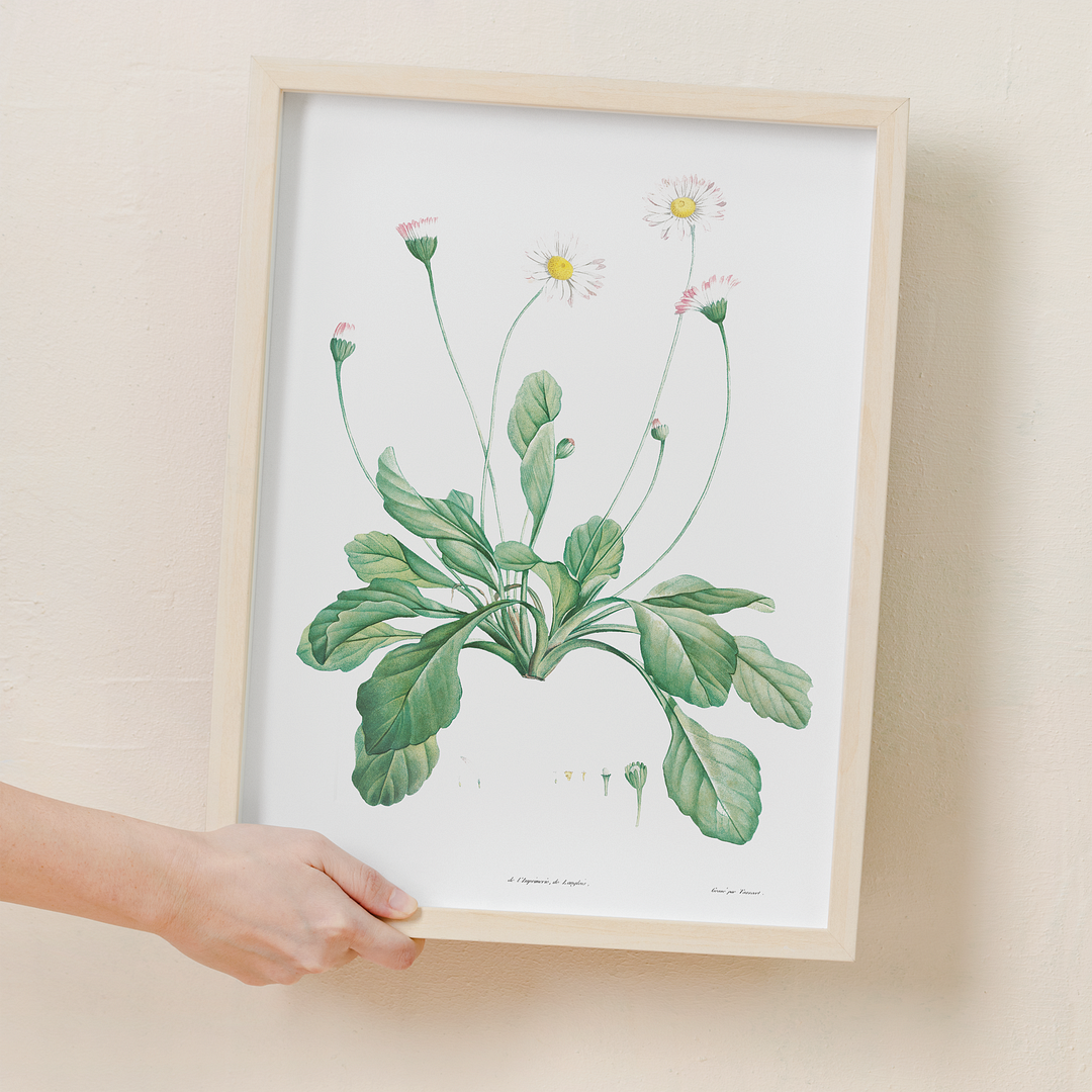 Daisy By Pierre-Joseph Redouté - Art Print