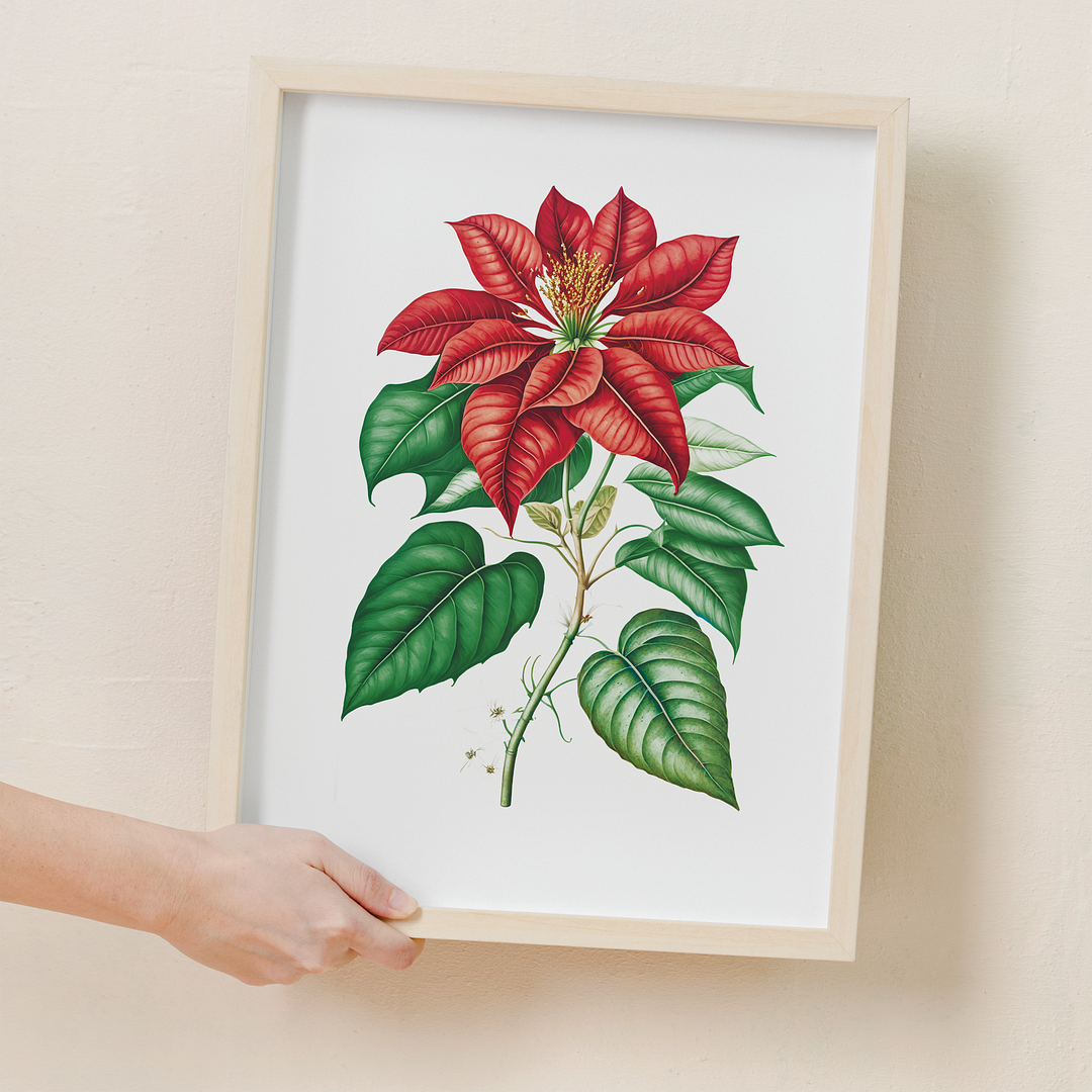 Poinsettia - Art Print