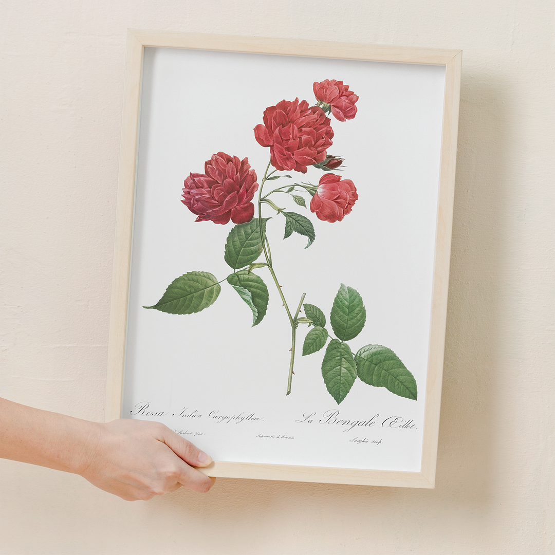 Red Cabbage Rose By Pierre-Joseph Redouté - Art Print