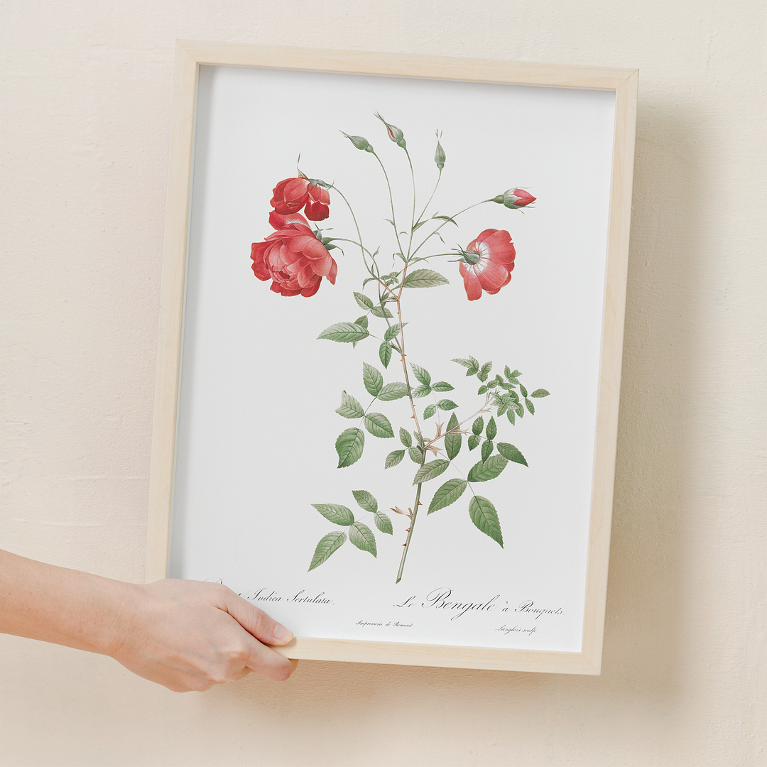 Red Rose - Art Print