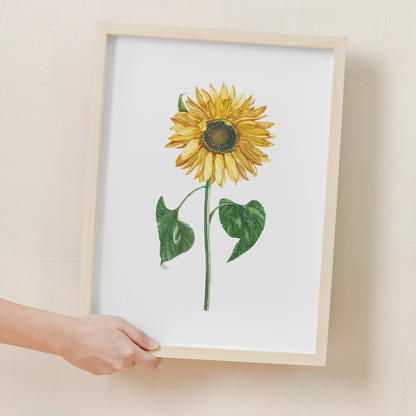 A sunflower by Johan Teyler  - Art Print