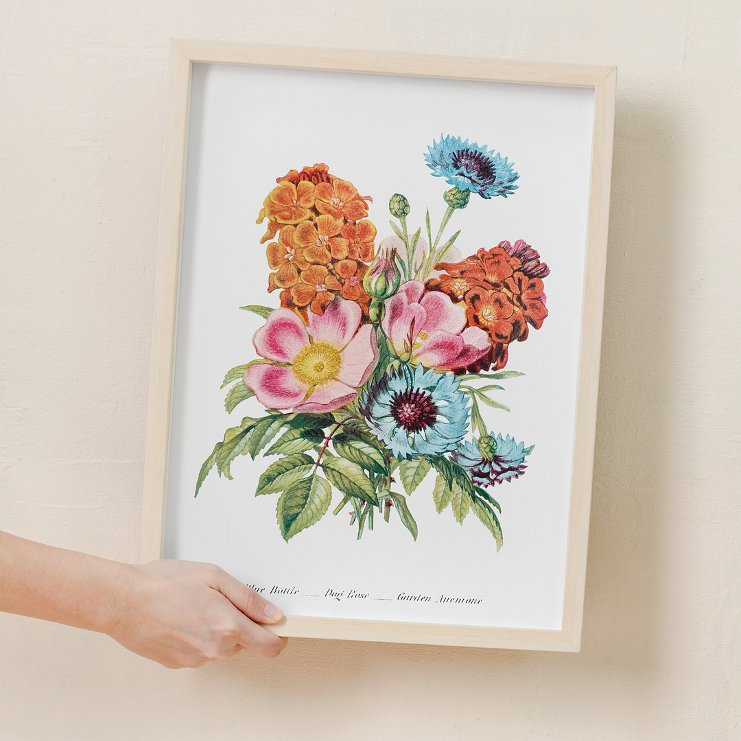 Blue Bottle, Dog Rose and Garden Anemone - Art Print