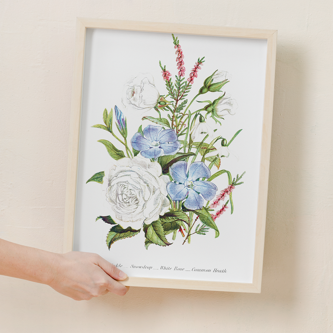 Periwinkle, Snowdrop, White Rose and Common Heath - Art Print