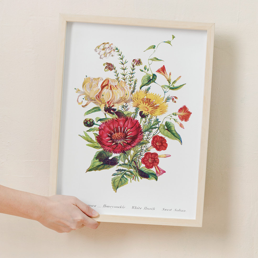 Scarlet Ipomoea, Honeysuckle, White Heath and Sweet Sulian - Art Print