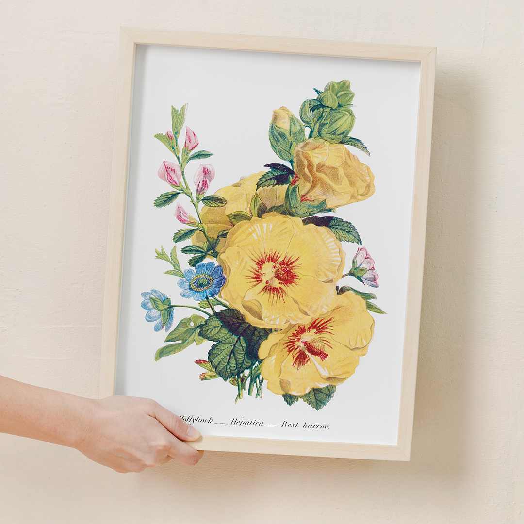 Hollyhock, Hepatica and Rest Harrow  - Art Print