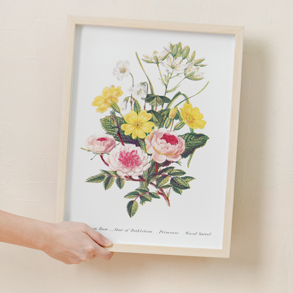 Pompon Rose, Star of Bethlehem, Primrose and Wood Sorrel - Art Print