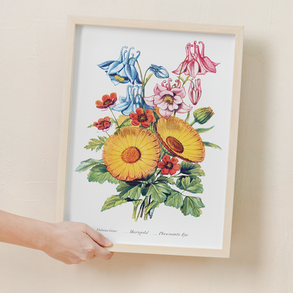 Columbine, Marigold and Pheasant's Eye - Art Print