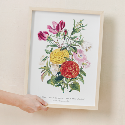 White Violet, Small Bindweed, Red and White Rosebud and Asiatic Ranunculus - Art Print