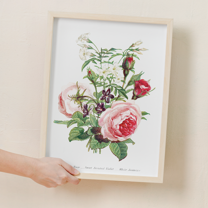 Moss Rose, Sweet Scented Violet and White Jasmine - Art Print