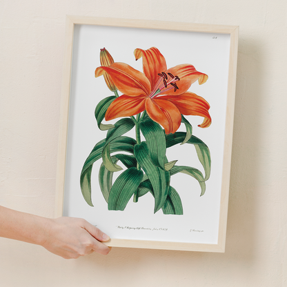 Thunberg's orange lily - Art Print