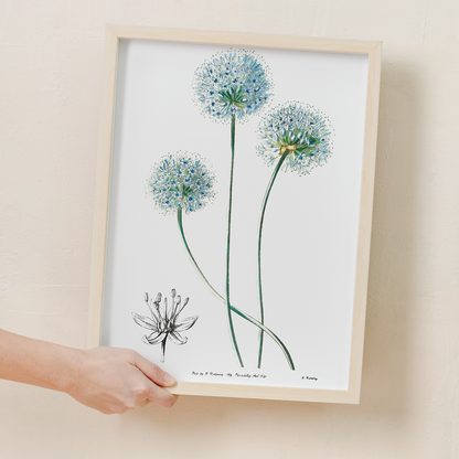 Blue leek - Art Print