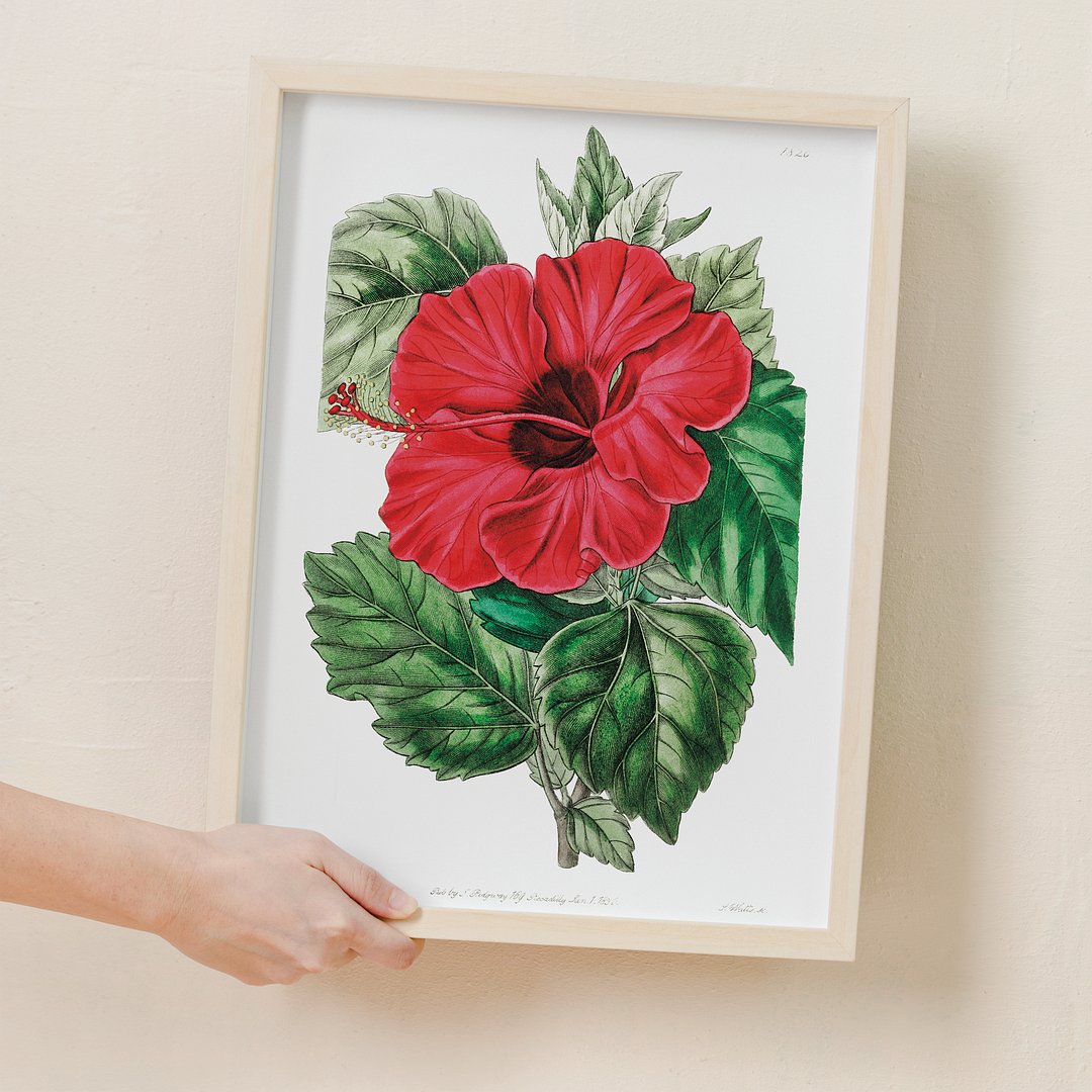 Single-flowered Chinese rose mallow  - Art Print