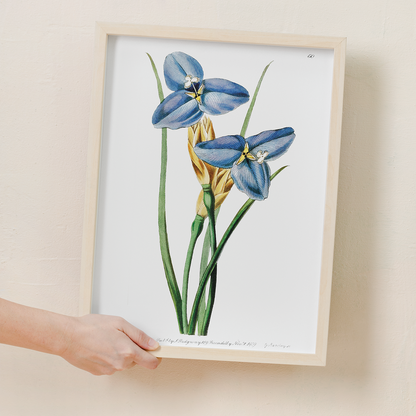 Sapphire patersonia - Art Print