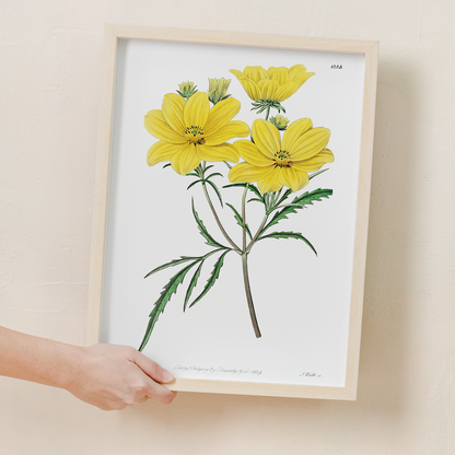 Golden coreopsis - Art Print