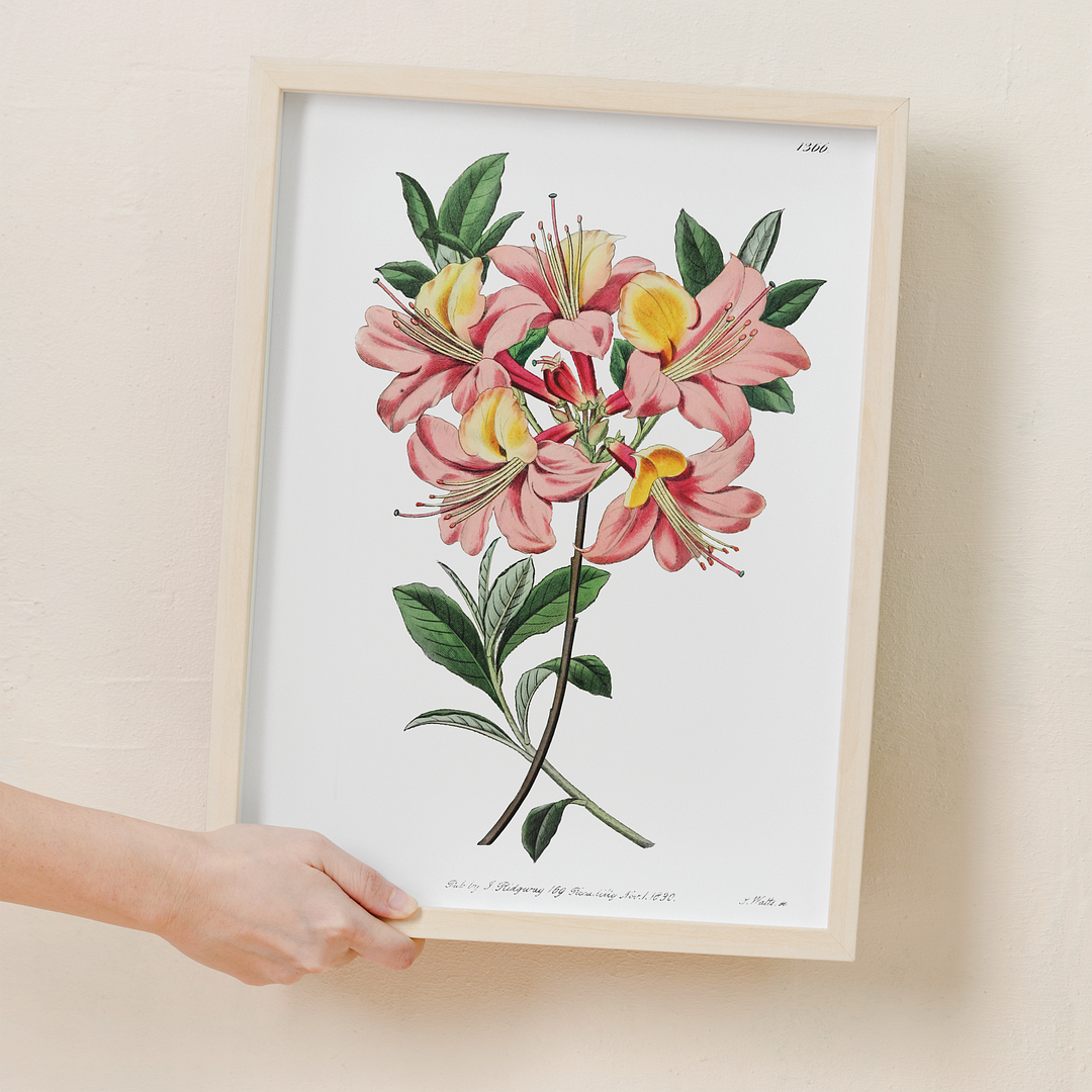 Changeable pontic azalea - Art Print