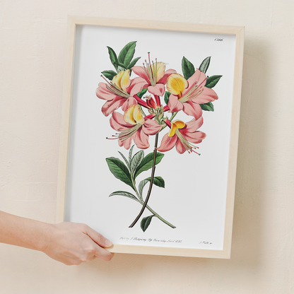 Changeable pontic azalea - Art Print