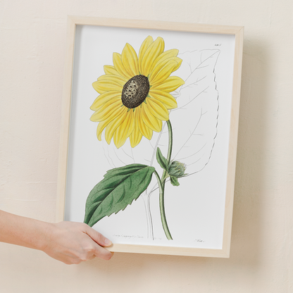 Californian Sunflower - Art Print