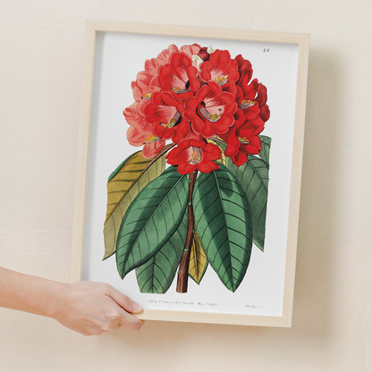 Rhododendron rollissonii - Art Print