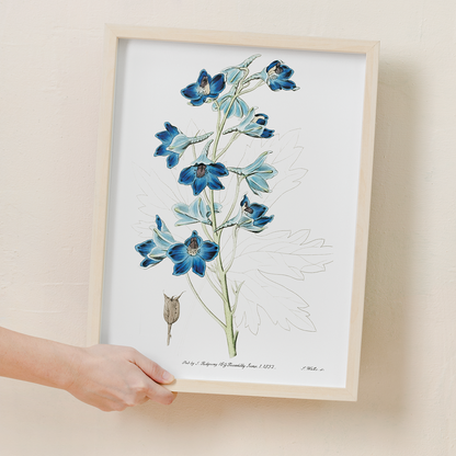 Shewy delphinium - Art Print