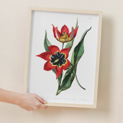 Strong smelling tulip - Art Print