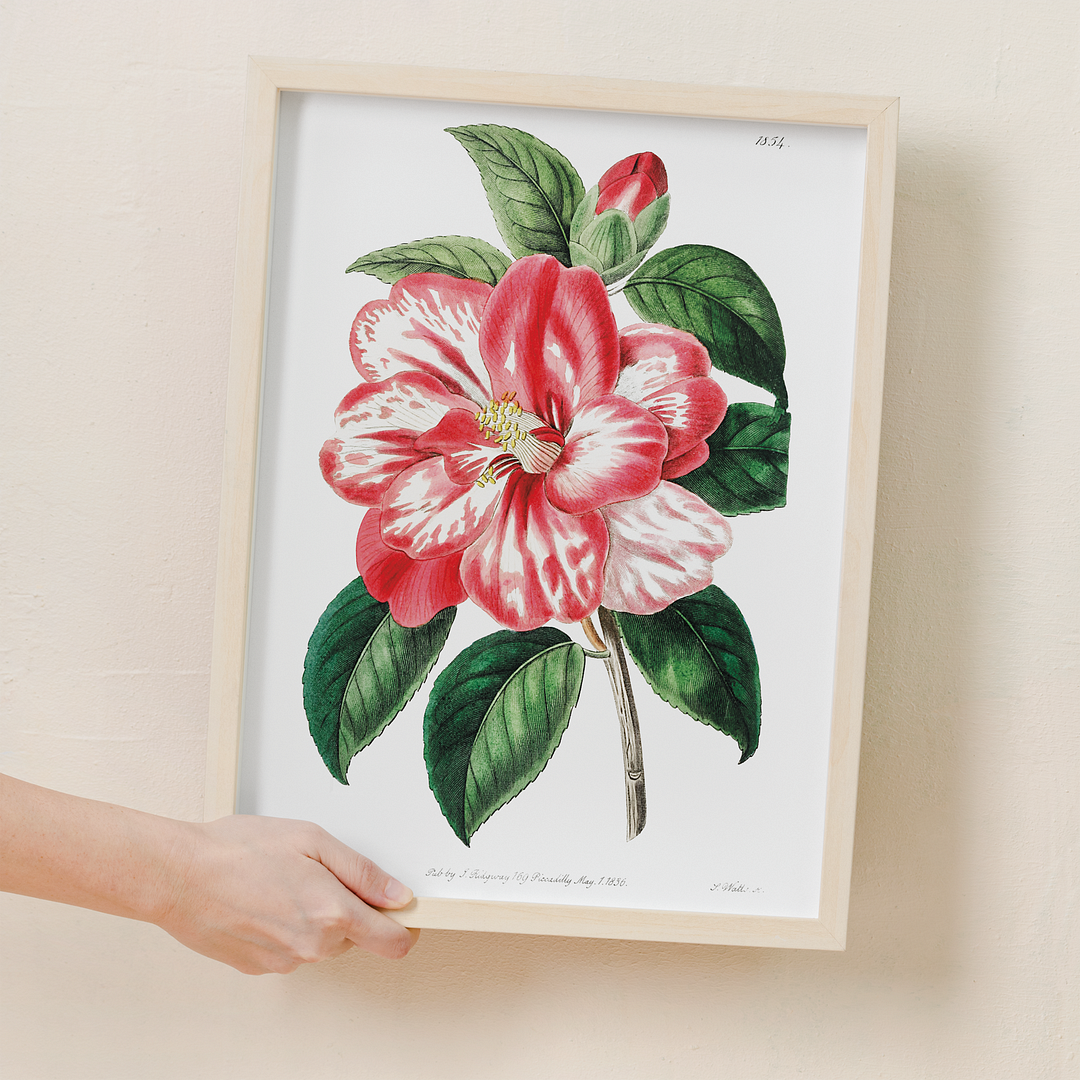 Donckelaer's japan camelia - Art Print