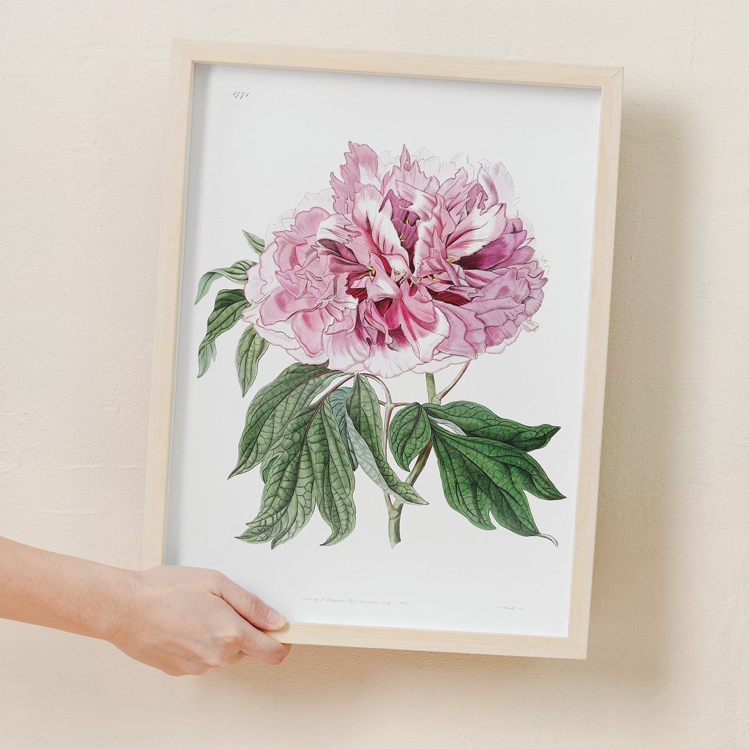 Double red curled tree peony - Art Print