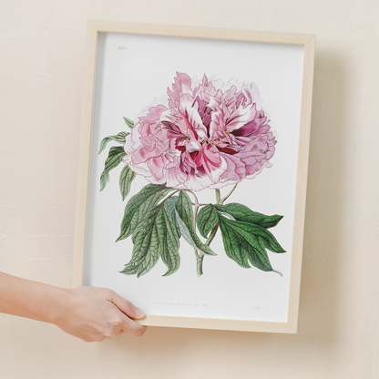 Double red curled tree peony - Art Print