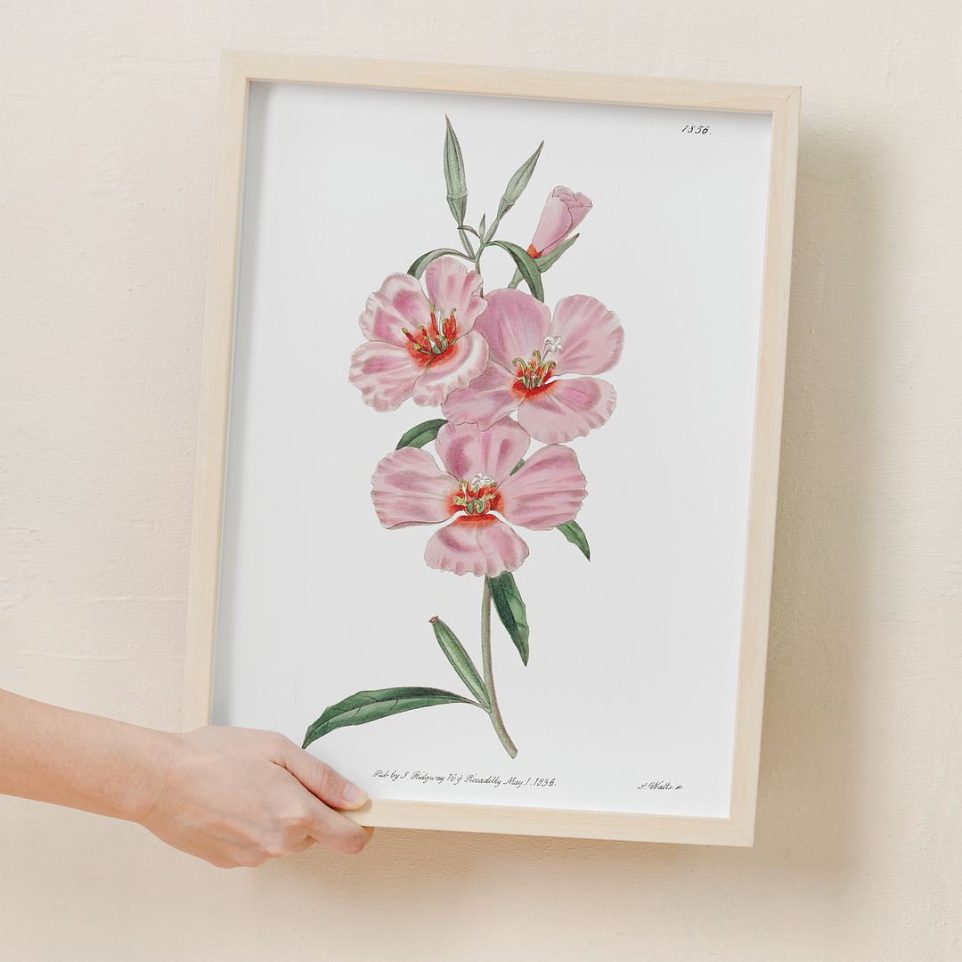 Ruddy godetia - Art Print