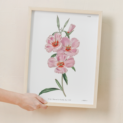 Ruddy godetia - Art Print